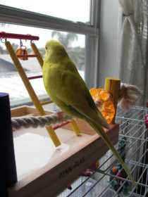 Lost Budgerigar