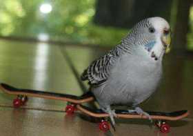 Lost Budgerigar