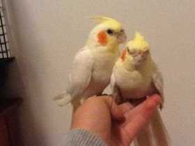 Lost Cockatiel