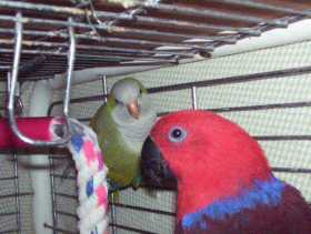 Lost Eclectus