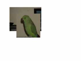 Lost Indian Ringneck Parakeet