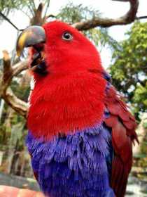 Lost Eclectus