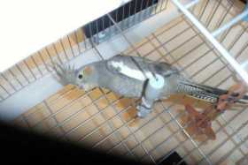 Lost Cockatiel