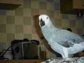 Lost African Grey