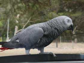 Lost African Grey