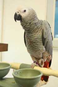 Lost African Grey