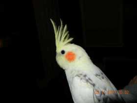 Lost Cockatiel