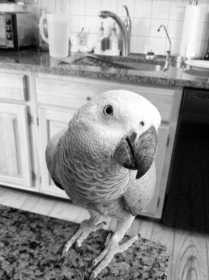 Lost African Grey