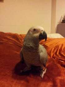 Lost African Grey