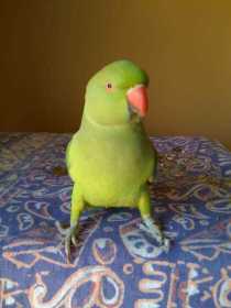 Lost Indian Ringneck Parakeet