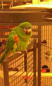 Lost Macaw