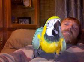 Lost Macaw