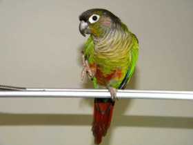 Lost Conure