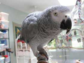 Lost African Grey