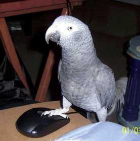 Lost African Grey