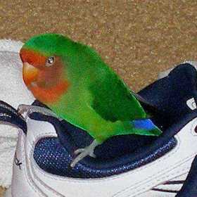 Lost Lovebird