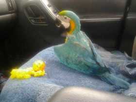 Lost Macaw