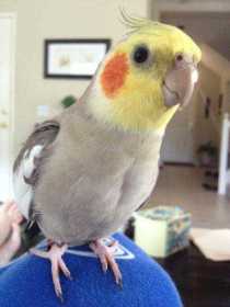 Lost Cockatiel