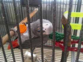 Lost African Grey