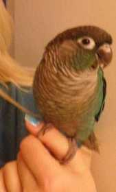 Lost Conure