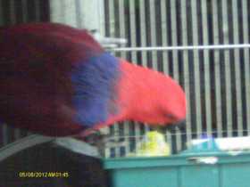 Lost Eclectus