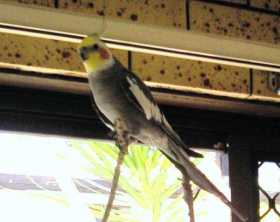 Lost Cockatiel