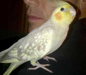 Lost Cockatiel