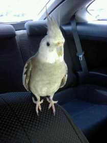 Lost Cockatiel