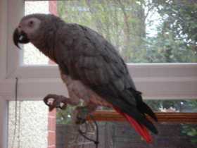 Lost African Grey