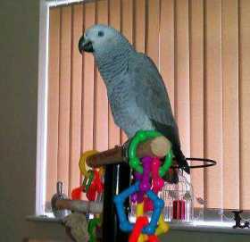 Lost African Grey