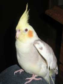 Lost Cockatiel