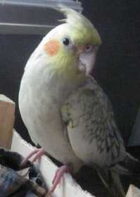 Lost Cockatiel