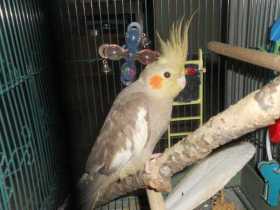 Lost Cockatiel