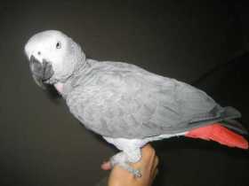 Lost African Grey