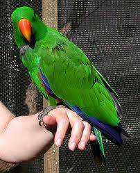 Lost Eclectus