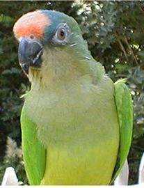 Lost Conure