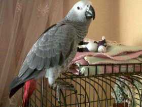 Lost African Grey