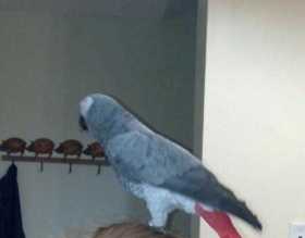 Lost African Grey