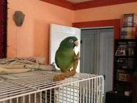 Lost Conure