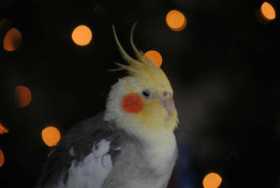 Lost Cockatiel