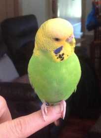 Lost Budgerigar