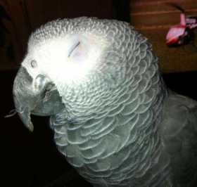 Lost African Grey