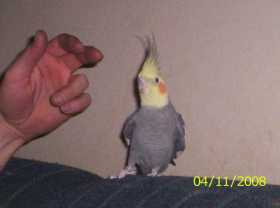 Lost Cockatiel