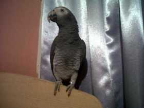 Lost African Grey