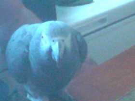 Lost African Grey