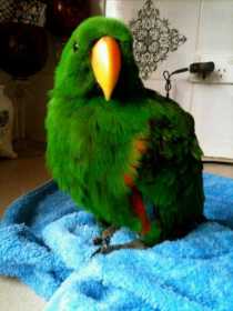 Lost Eclectus