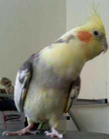 Lost Cockatiel