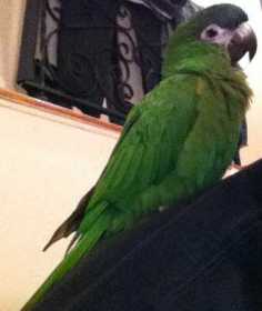 Lost Macaw