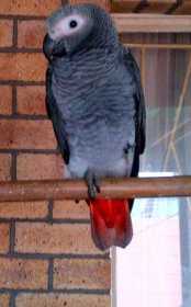 Lost African Grey