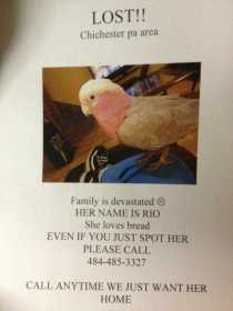 Lost Galah Cockatoo